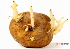 【吃】土豆发芽还能吃吗？有哪些说法？