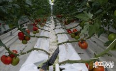 【种植】西红柿种植怎么进行无土栽培？有哪些方法？