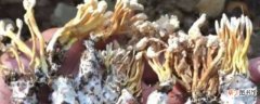 【种植】金蝉花怎么种植：养殖金蝉 环境控制
