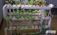 【阳台】家庭阳台简易蔬菜无土栽培方法有哪些？