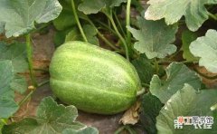 【栽培】菜瓜的地膜覆盖栽培技术有哪些？