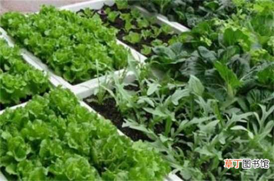 【种植】手把手教你阳台种菜，六步轻松种植阳台蔬菜：适宜环境 合适品种