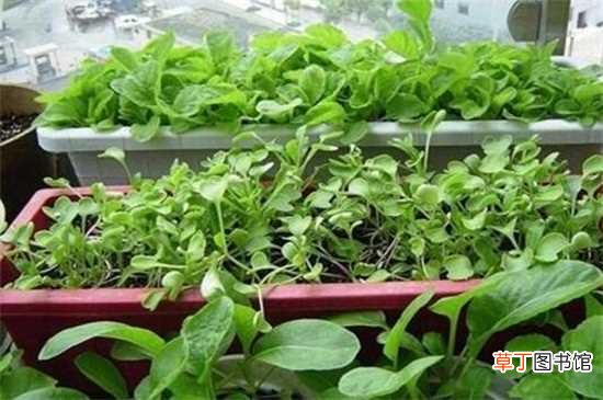【种植】手把手教你阳台种菜，六步轻松种植阳台蔬菜：适宜环境 合适品种