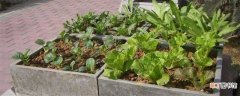 【花卉大全】用砖头自制种菜盆：选择场所 准备材料