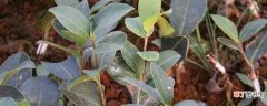 【种植】油茶树的种植栽培管理：选取良种 合理种植