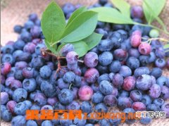 【特点】野生蓝莓浆果的特点 野生蓝莓浆果很难获取