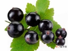 【葡萄】黑加仑是葡萄吗 黑加仑和葡萄的区别