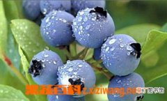 【功效作用】蓝莓功效作用与用途