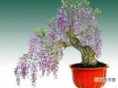 【种植】紫藤怎么种？紫藤种植方法有哪些？