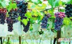 【种植】葡萄种植的冬季修剪时期和方法有哪些？
