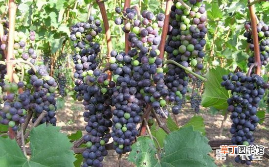 【种植】葡萄种植的冬季修剪时期和方法有哪些？