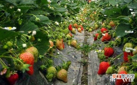 【草莓】草莓定植后的管理技术要点有哪些？