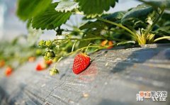 【草莓】草莓定植后的管理技术要点有哪些？