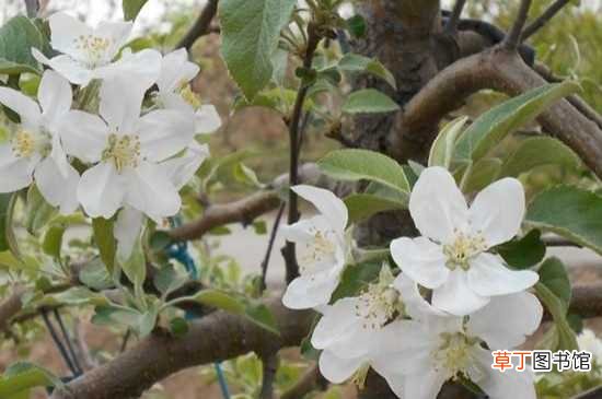 【花】苹果树的花是白色的