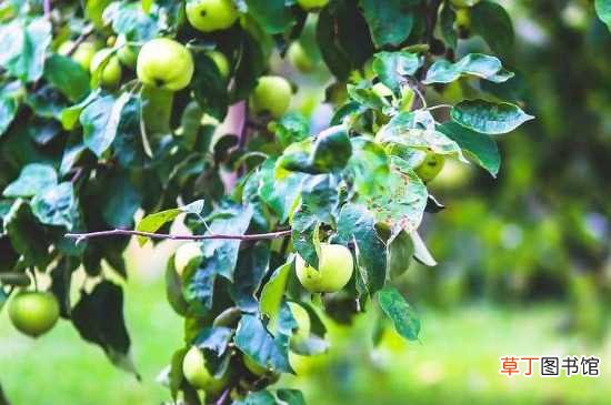 【方法】苹果树黄叶病的抑制方法