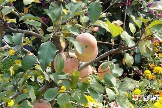 【方法】苹果树黄叶病的抑制方法