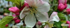 【秋天】苹果树秋天开花的原因 苹果树的养护方法