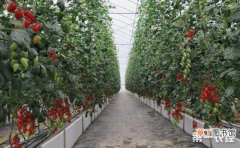【种植】圣女果怎么种植？樱桃番茄的无土栽培技术有哪些？