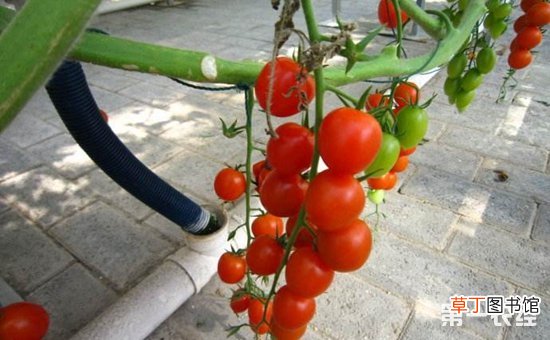 【种植】圣女果怎么种植？樱桃番茄的无土栽培技术有哪些？
