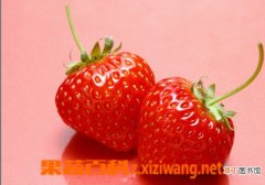【草莓】草莓繁苗技术要点