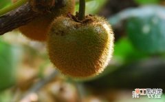 【桃】猕猴桃种植的育苗技术有哪些？