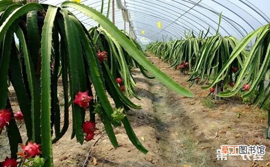 【火龙果】温室大棚火龙果的栽培技术有哪些？