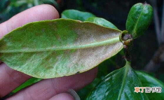 【茶花】茶花长虫怎么办，茶花的病虫害防治有哪些？