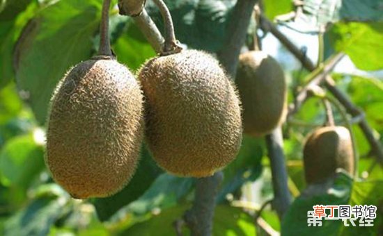 【桃】猕猴桃的需肥特性和施肥技术有哪些？