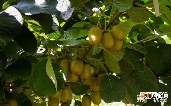 【桃】猕猴桃的需肥特性和施肥技术有哪些？