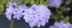 【种植】蓝雪花用什么土种植：蓝雪花种植对土壤的要求 蓝雪花的养护
