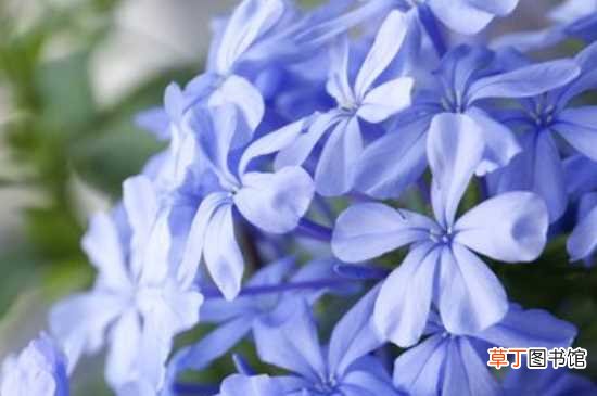 【种植】蓝雪花用什么土种植：蓝雪花种植对土壤的要求 蓝雪花的养护
