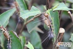 【树】茶树发生茶黑毒蛾的危害与防治方法有哪些？