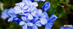 【花期】蓝雪花的花期：蓝雪花花期时间 蓝雪花花期养护