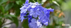【原因】蓝雪花为什么不能地栽：蓝雪花不能地栽的原因 蓝雪花冬季的养护