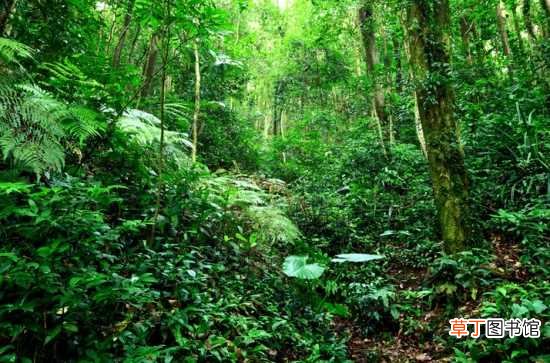 【植物】热带室内植物的种类 热带常绿乔木种类