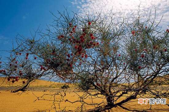 【树】梭梭树被称为“沙漠植被之王”