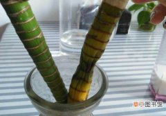 【方法】富贵竹杆子萎缩，有哪些解决方法？