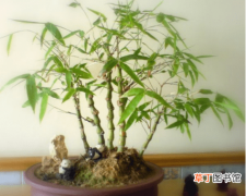 【养殖方法】佛肚竹的养殖方法介绍有哪些？