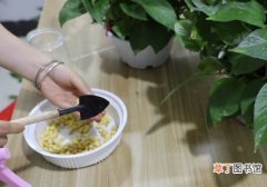 【黄豆】绿萝用黄豆怎么养有哪些方法？