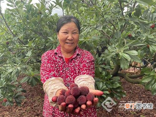 云南富民县打造杨梅全产业链