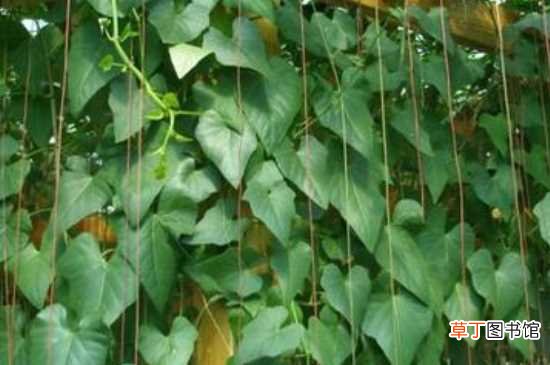 【种植方法】锦屏藤的种植方法：土壤选择 种植密度