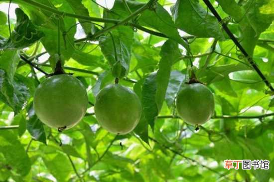 【种植】百香果种植时间和方法：百香果的种植时间 百香果种植的方法