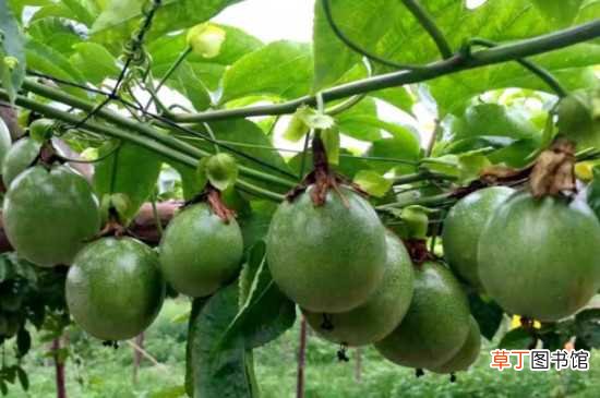 【种植】百香果种植时间和方法：百香果的种植时间 百香果种植的方法
