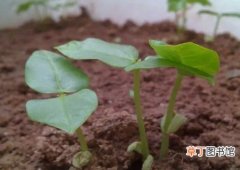 【豆角】盆栽豆角的种植方法有哪些？