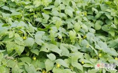 【方法】绿豆施什么肥？绿豆的施肥原则和方法有哪些？
