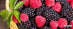 【水果】比桑葚大黑色的水果是黑树莓