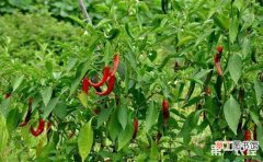 【种植】辣椒种植怎么施肥？辣椒的需肥规律与施肥方法有哪些？