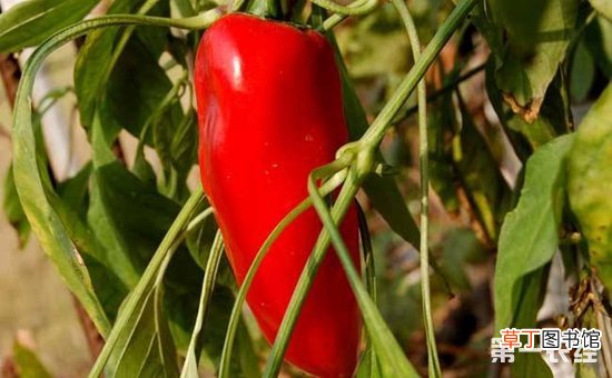 【种植】辣椒种植怎么施肥？辣椒的需肥规律与施肥方法有哪些？