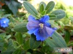 【花】种植蓝星花的方法介绍有哪些？
