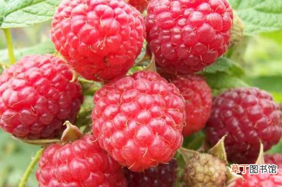 【树莓】树莓原产于美国 树莓的介绍